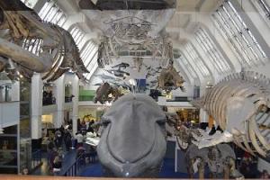 Article Graphic - Natural History Museum, London